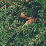 Councolstion: Understanding Its Meaning and Applications