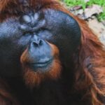 Orangîa: All Information You Need To Know