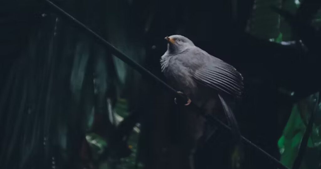 VoiceofConservation.org