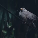 VoiceofConservation.org: A Beacon for Conservation Efforts