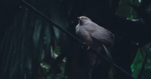 VoiceofConservation.org